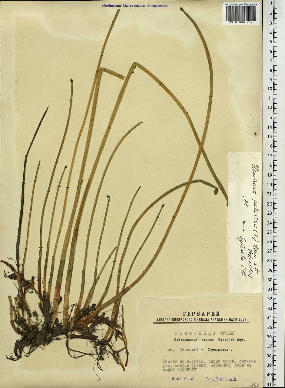 Eleocharis palustris (L.) Roem. & Schult., Siberia, Western Siberia (S1) (Russia)