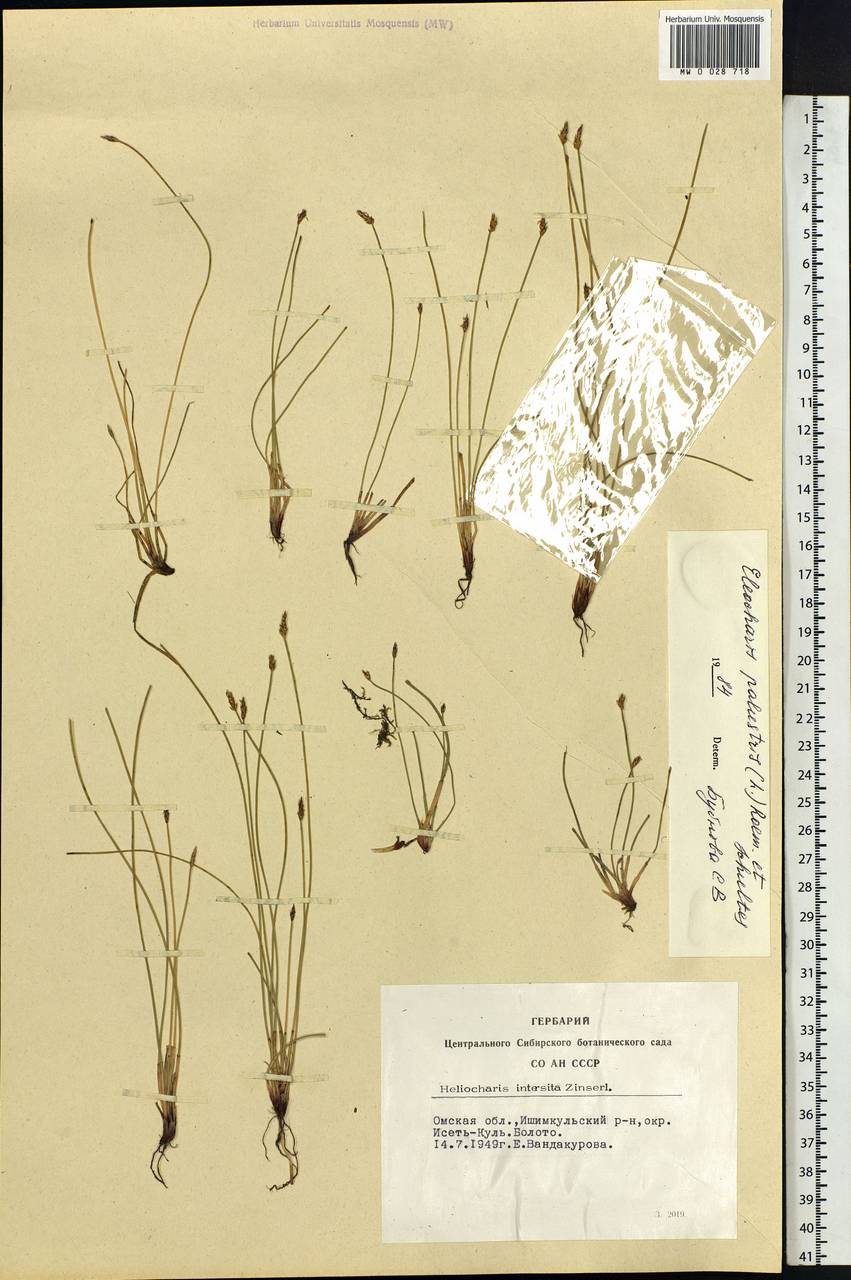 Eleocharis palustris (L.) Roem. & Schult., Siberia, Western Siberia (S1) (Russia)