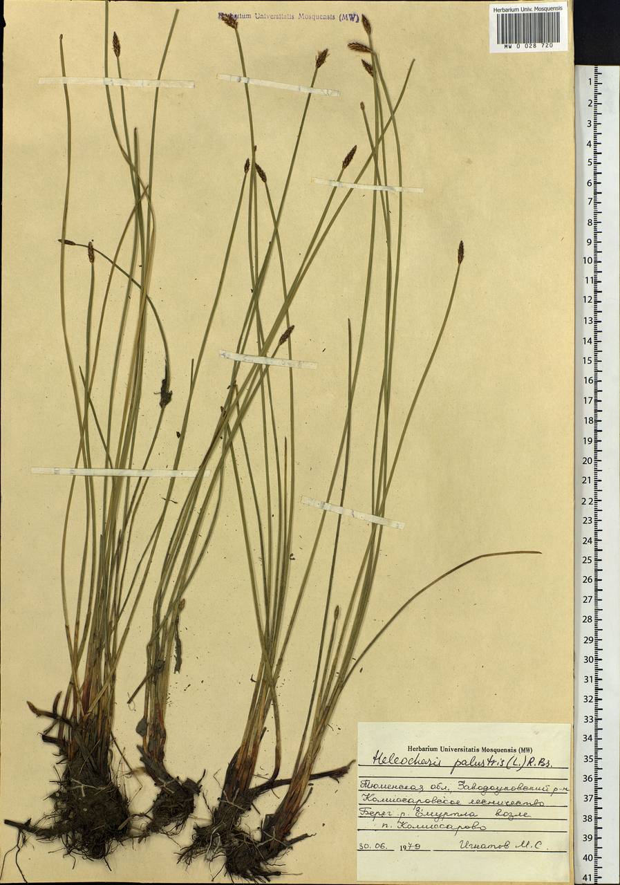 Eleocharis palustris (L.) Roem. & Schult., Siberia, Western Siberia (S1) (Russia)