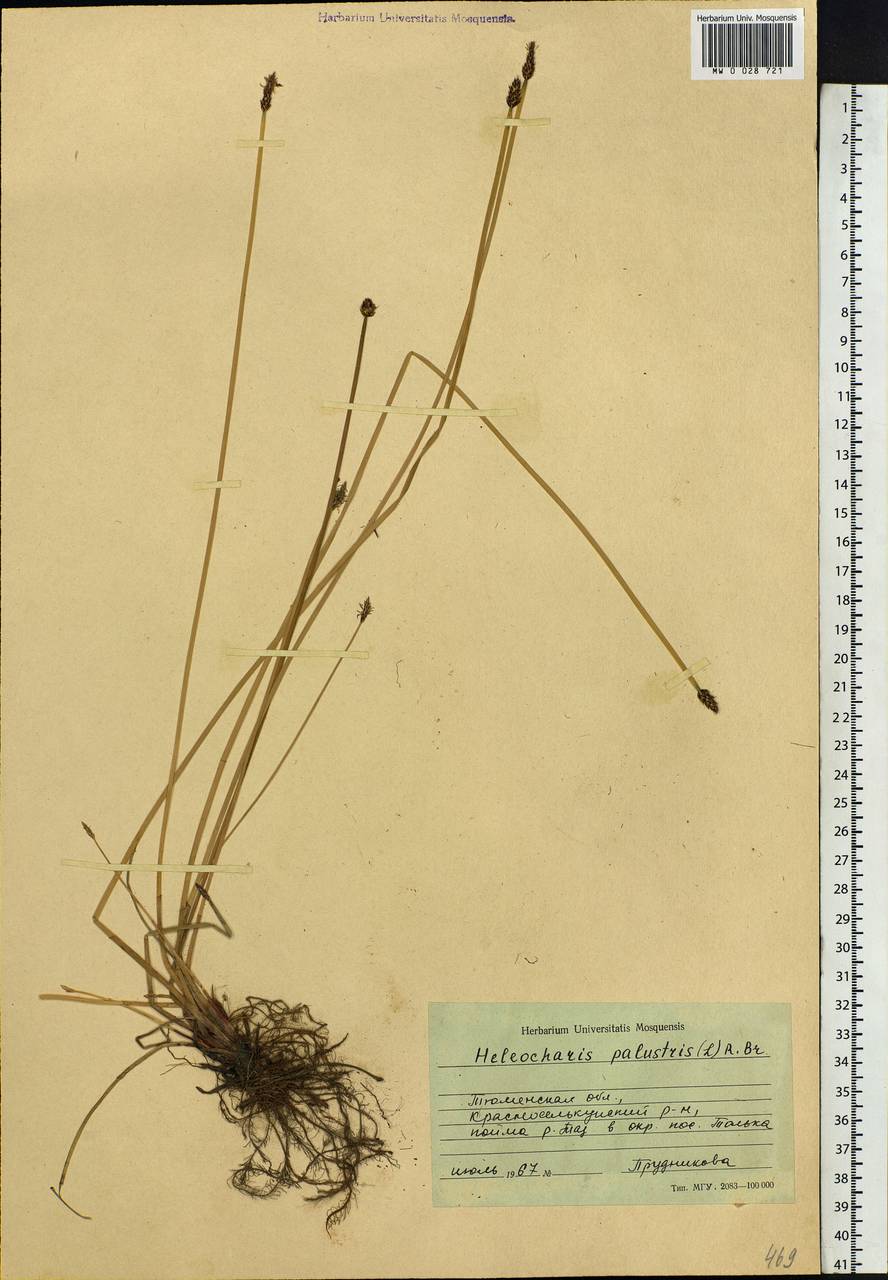 Eleocharis palustris (L.) Roem. & Schult., Siberia, Western Siberia (S1) (Russia)