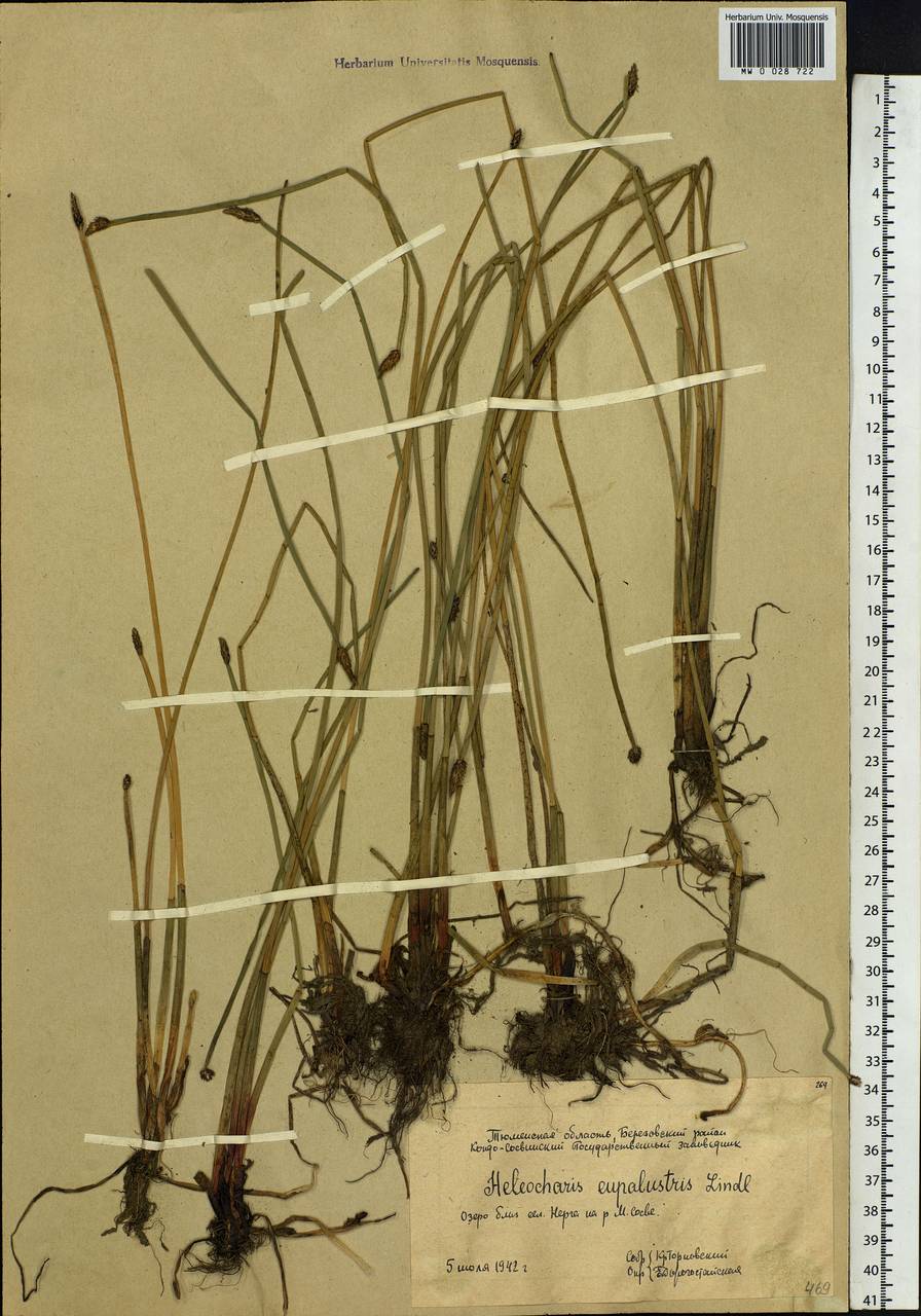 Eleocharis palustris (L.) Roem. & Schult., Siberia, Western Siberia (S1) (Russia)