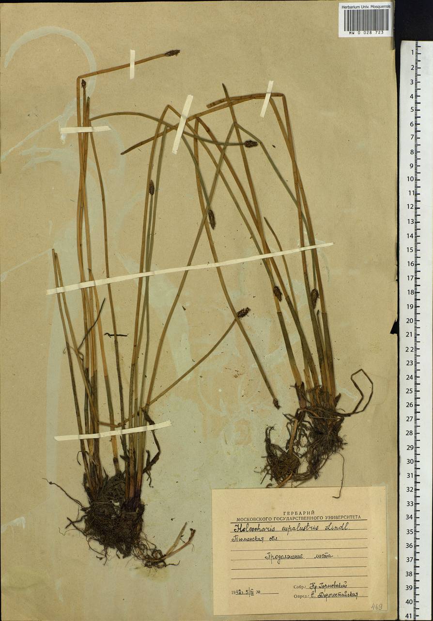 Eleocharis palustris (L.) Roem. & Schult., Siberia, Western Siberia (S1) (Russia)