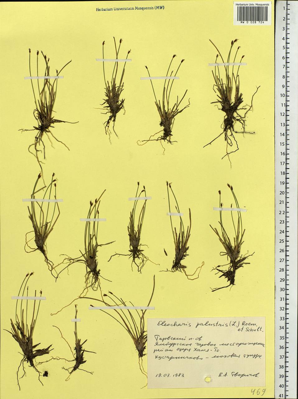 Eleocharis palustris (L.) Roem. & Schult., Siberia, Western Siberia (S1) (Russia)