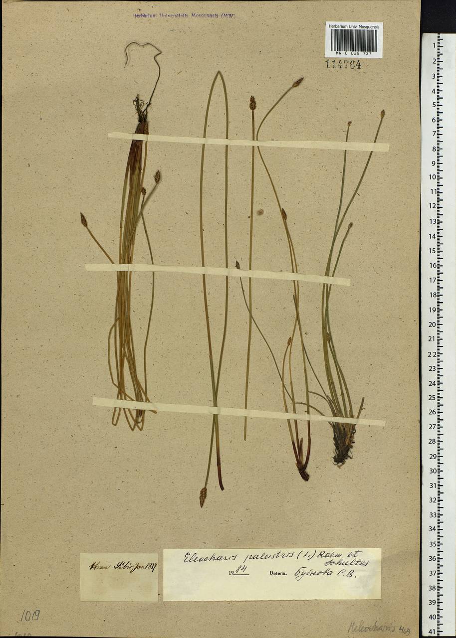 Eleocharis palustris (L.) Roem. & Schult., Siberia (no precise locality) (S0) (Russia)