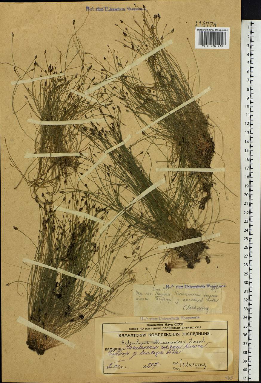 Eleocharis maximowiczii Zinserl., Siberia, Chukotka & Kamchatka (S7) (Russia)