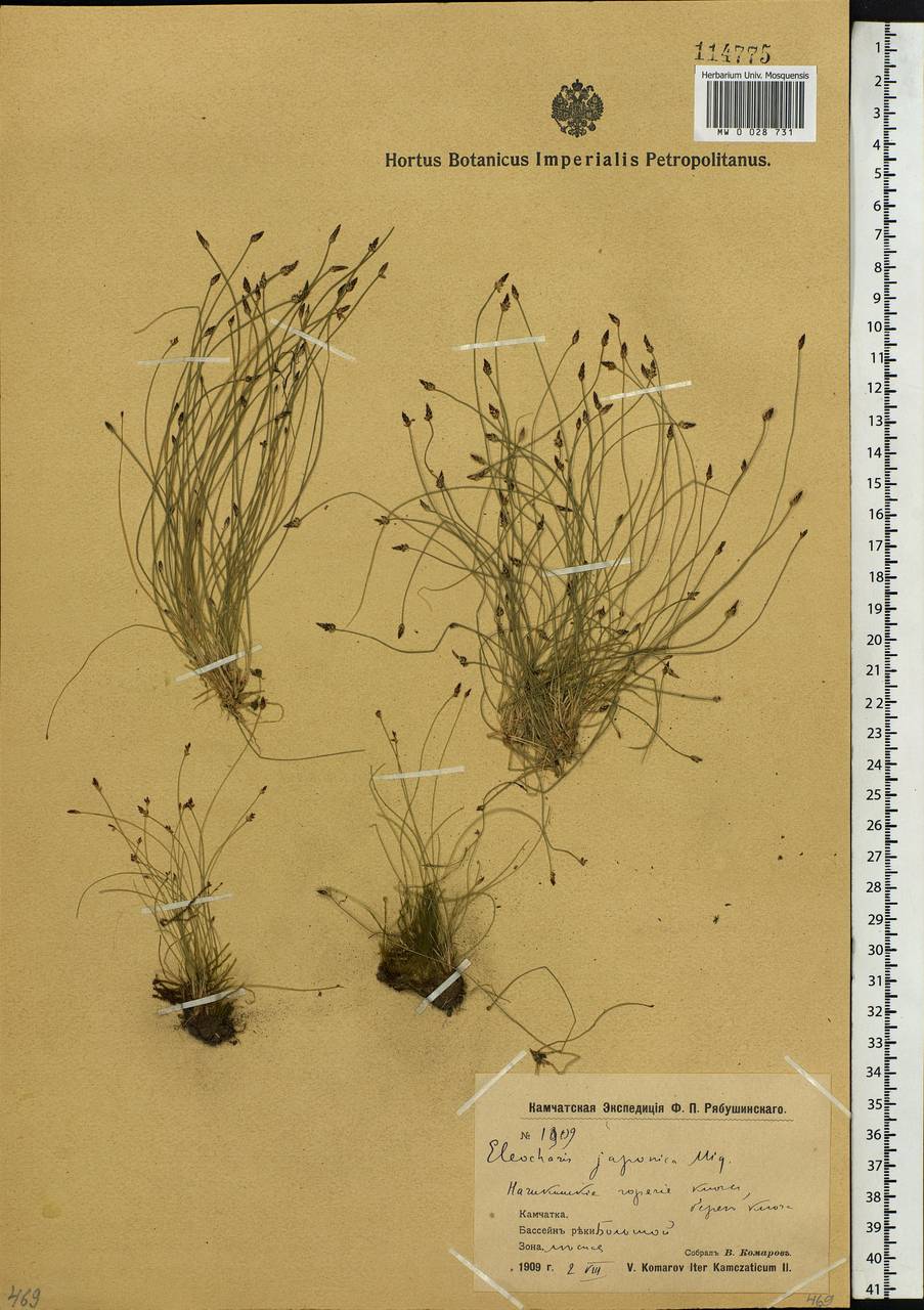 Eleocharis maximowiczii Zinserl., Siberia, Chukotka & Kamchatka (S7) (Russia)