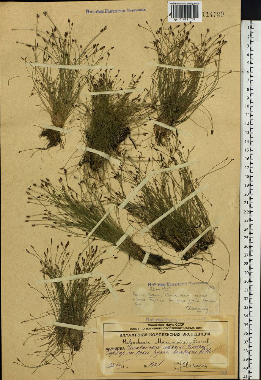 Eleocharis maximowiczii Zinserl., Siberia, Chukotka & Kamchatka (S7) (Russia)