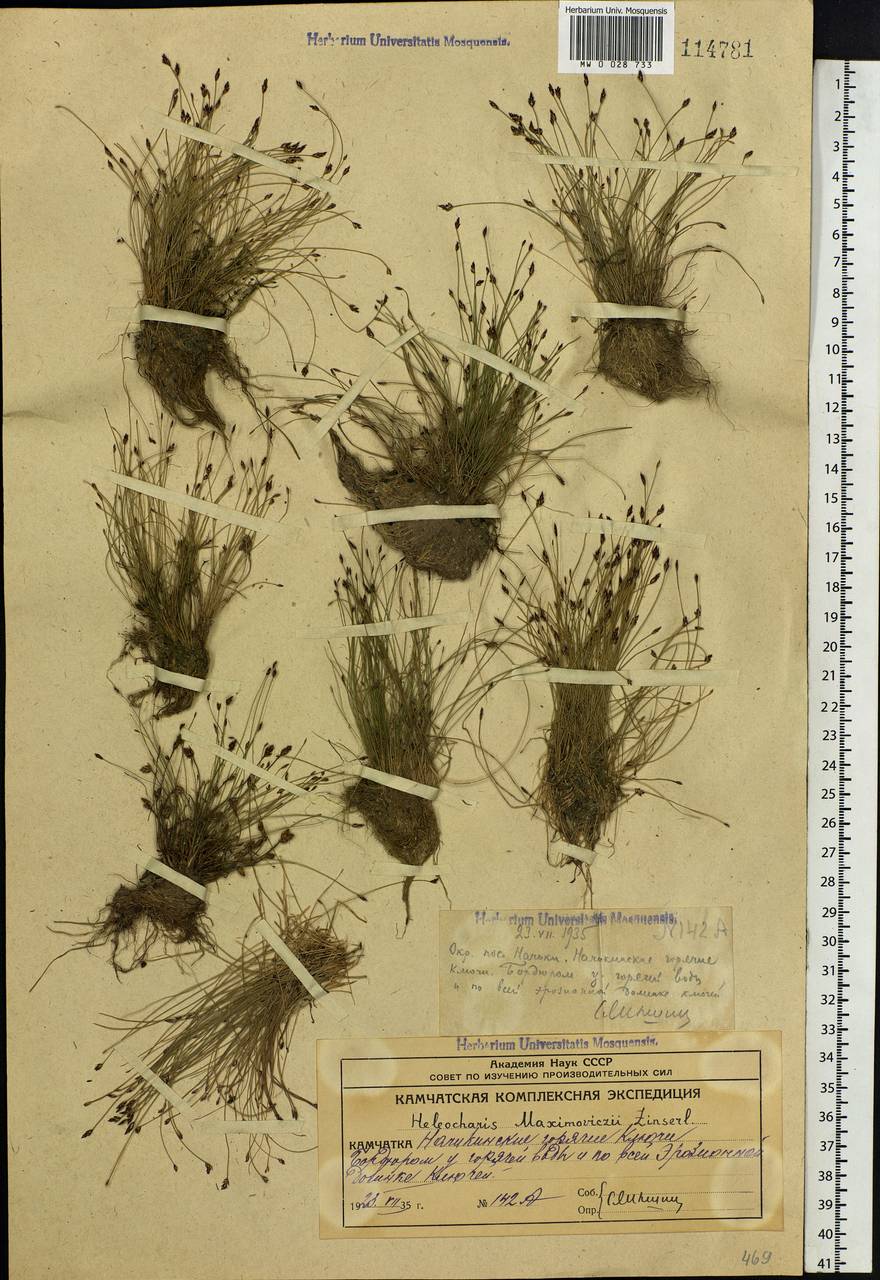 Eleocharis maximowiczii Zinserl., Siberia, Chukotka & Kamchatka (S7) (Russia)