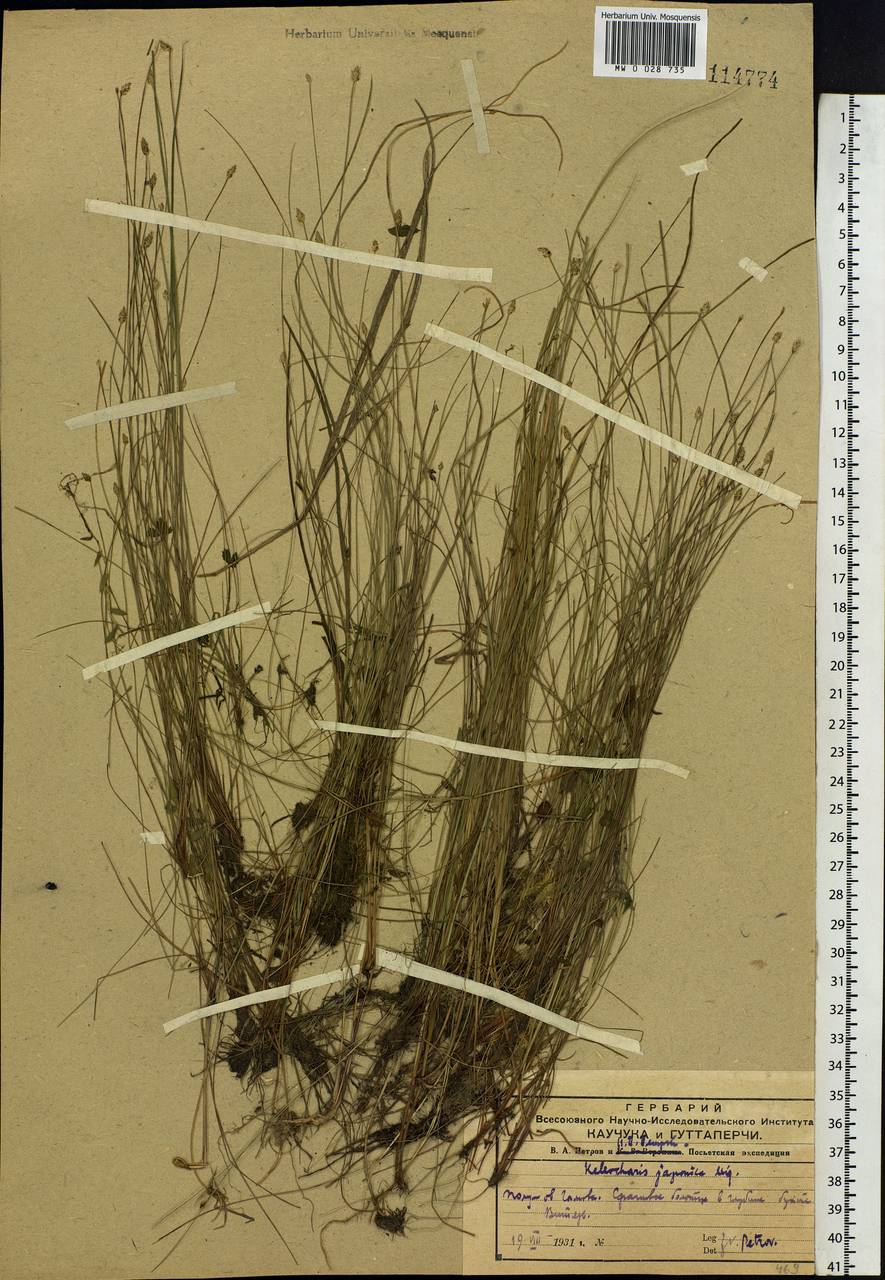 Eleocharis maximowiczii Zinserl., Siberia, Russian Far East (S6) (Russia)