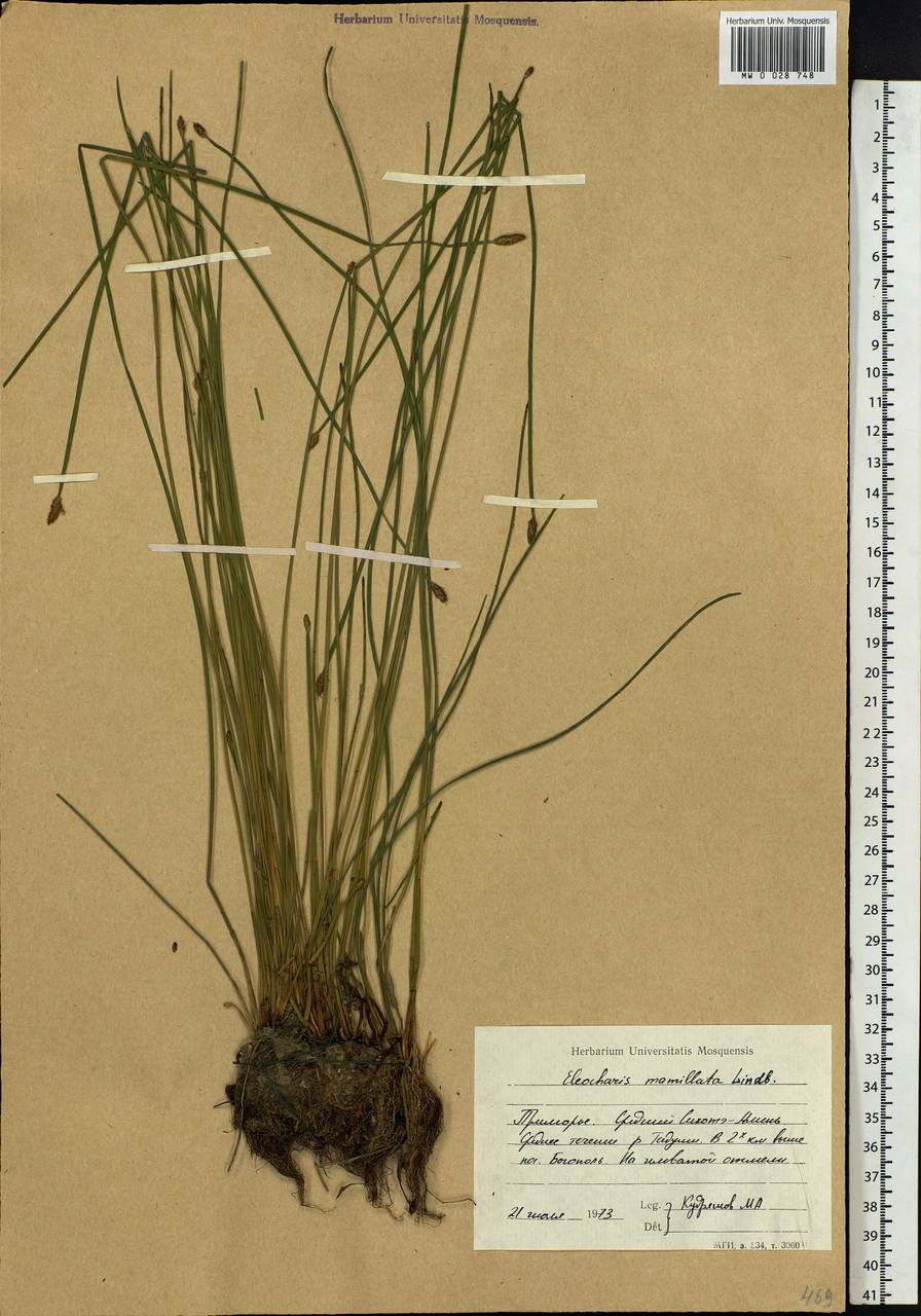 Eleocharis mamillata (H.Lindb.) H.Lindb., Siberia, Russian Far East (S6) (Russia)