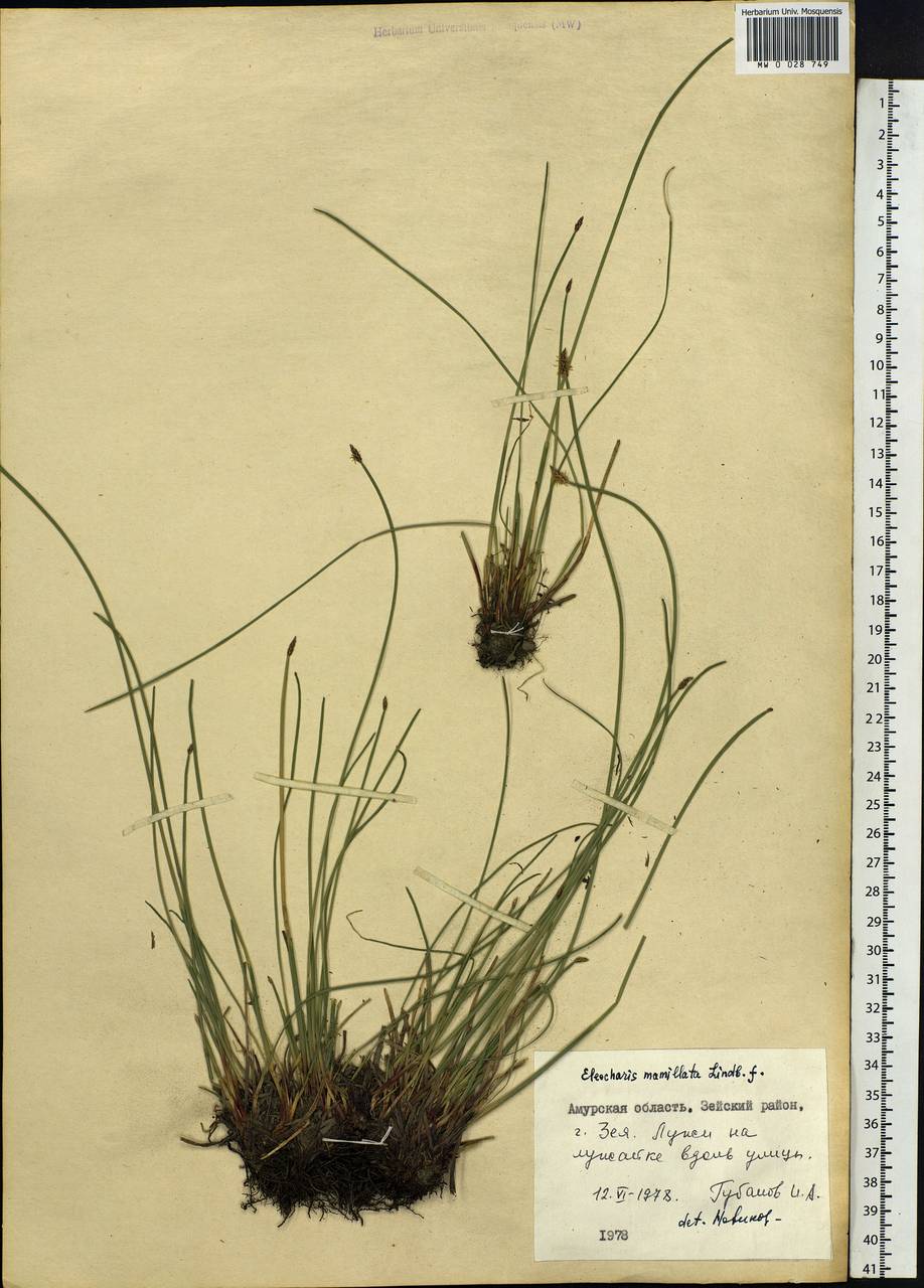 Eleocharis mamillata (H.Lindb.) H.Lindb., Siberia, Russian Far East (S6) (Russia)