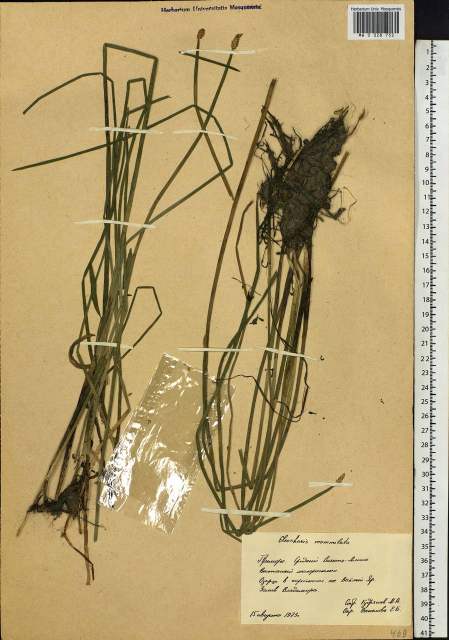 Eleocharis mamillata (H.Lindb.) H.Lindb., Siberia, Russian Far East (S6) (Russia)