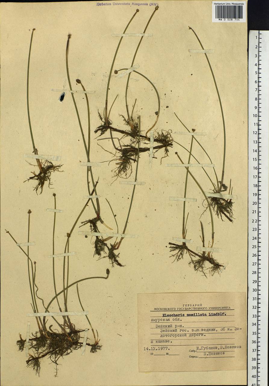 Eleocharis mamillata (H.Lindb.) H.Lindb., Siberia, Russian Far East (S6) (Russia)