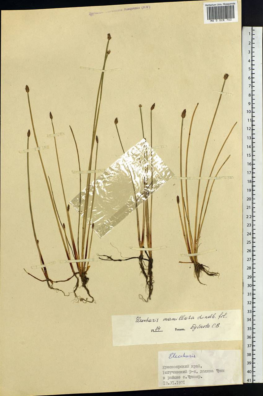 Eleocharis mamillata (H.Lindb.) H.Lindb., Siberia, Central Siberia (S3) (Russia)