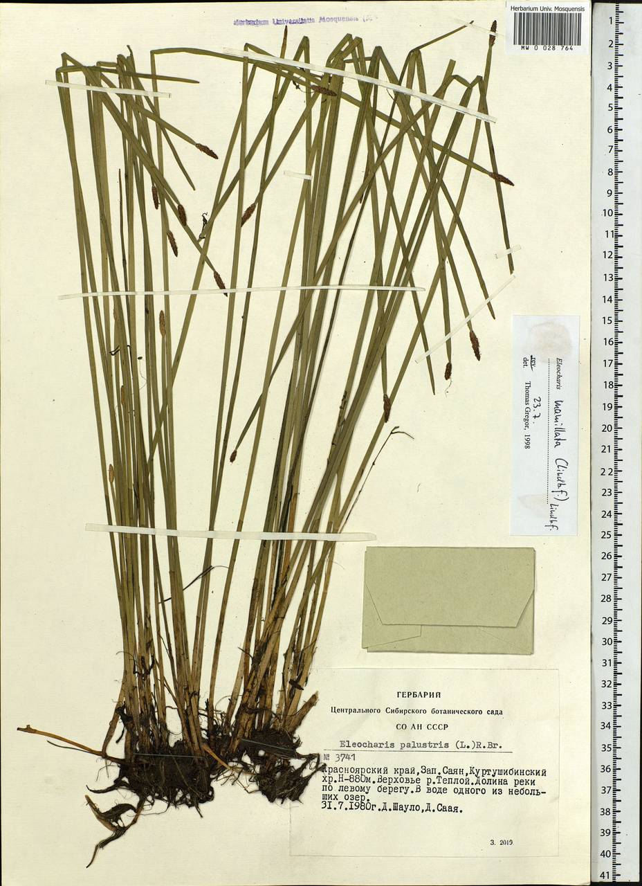 Eleocharis mamillata (H.Lindb.) H.Lindb., Siberia, Altai & Sayany Mountains (S2) (Russia)