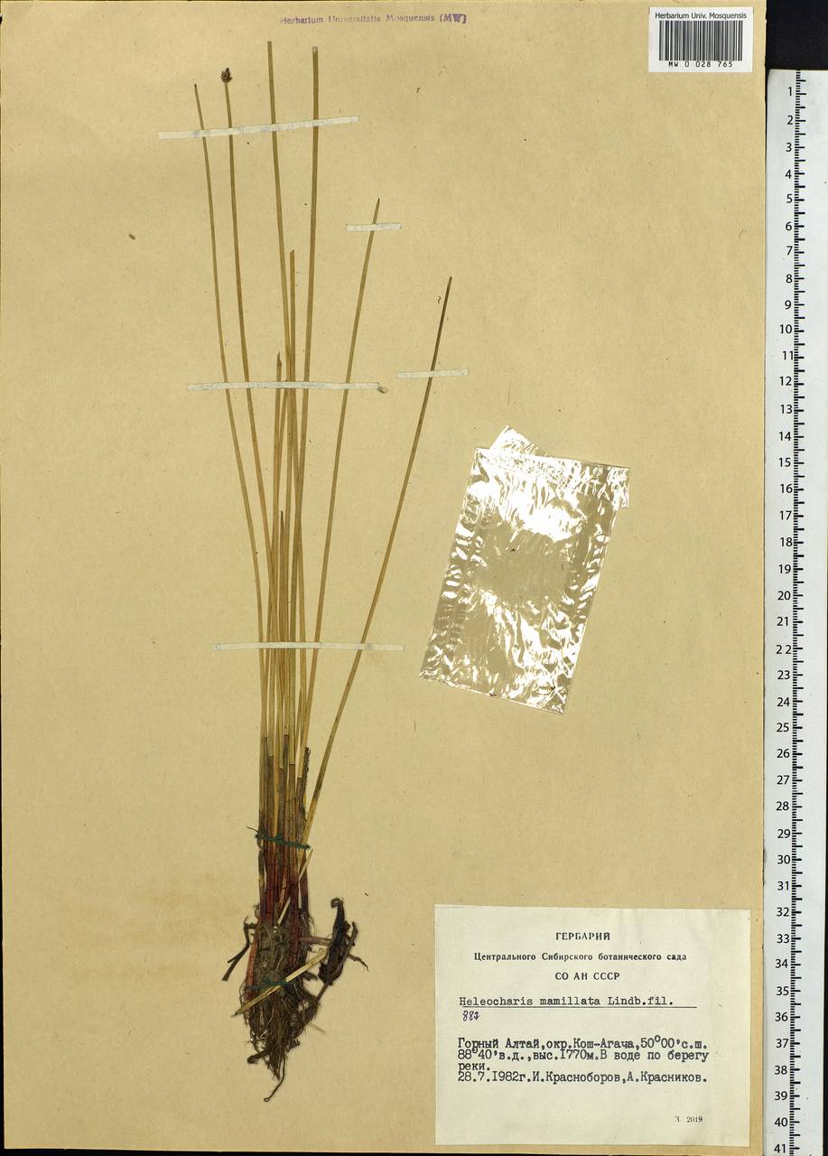 Eleocharis mamillata (H.Lindb.) H.Lindb., Siberia, Altai & Sayany Mountains (S2) (Russia)