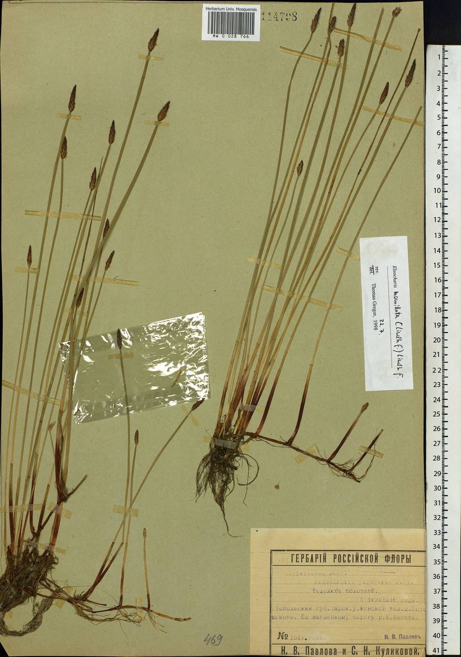 Eleocharis mamillata (H.Lindb.) H.Lindb., Siberia, Western Siberia (S1) (Russia)