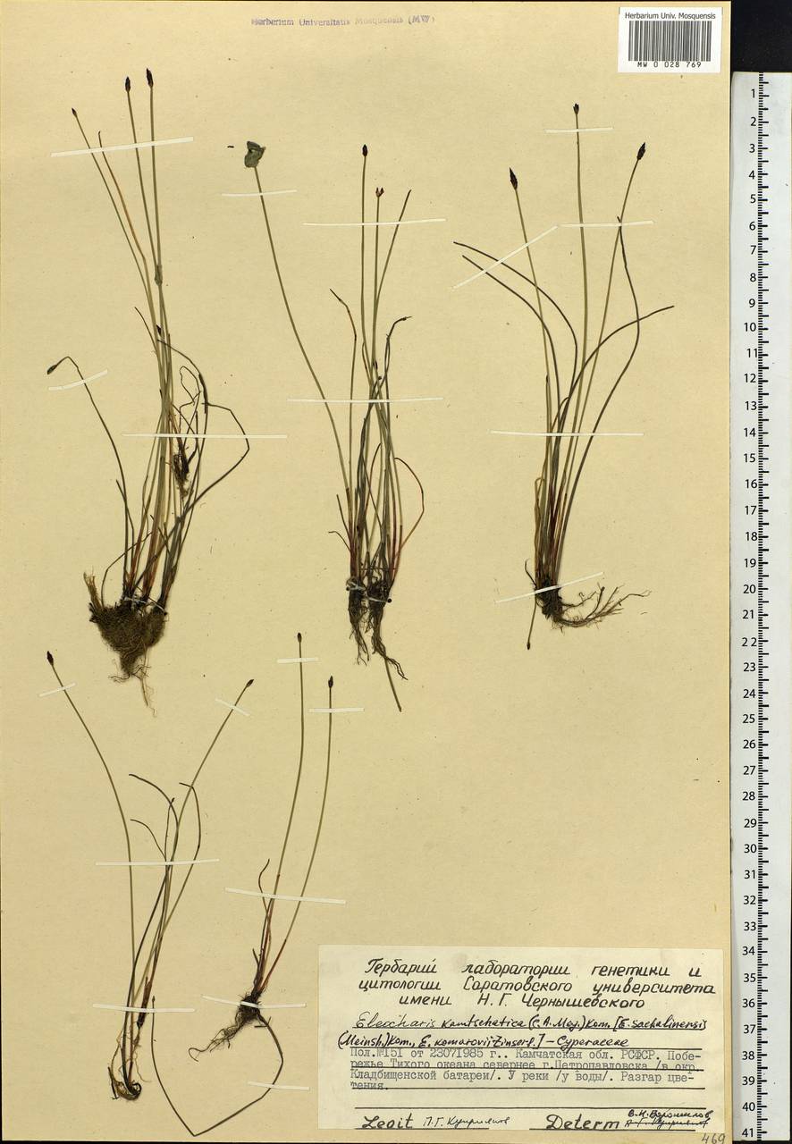 Eleocharis kamtschatica (C.A.Mey.) Kom., Siberia, Chukotka & Kamchatka (S7) (Russia)