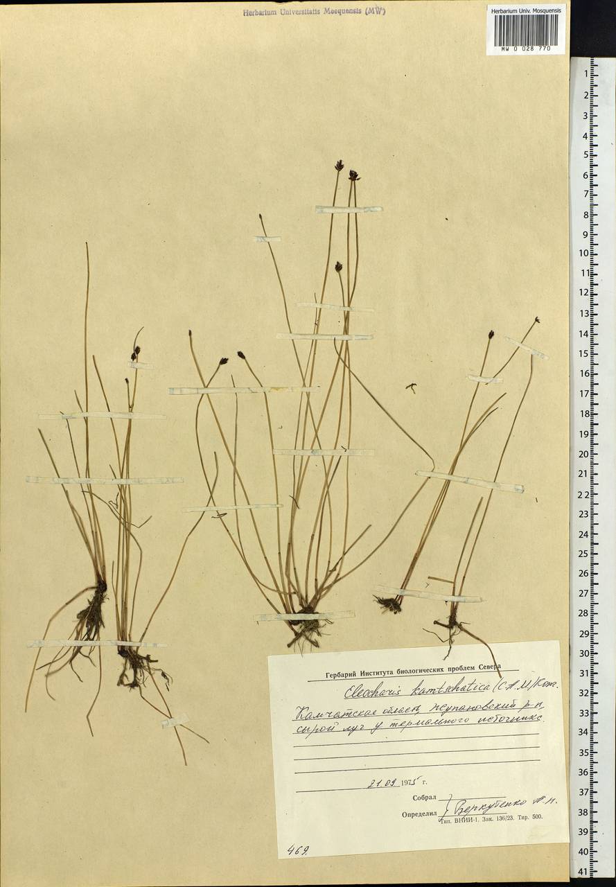Eleocharis kamtschatica (C.A.Mey.) Kom., Siberia, Chukotka & Kamchatka (S7) (Russia)