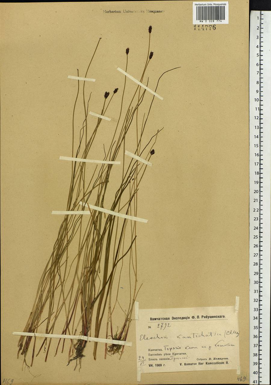 Eleocharis kamtschatica (C.A.Mey.) Kom., Siberia, Chukotka & Kamchatka (S7) (Russia)