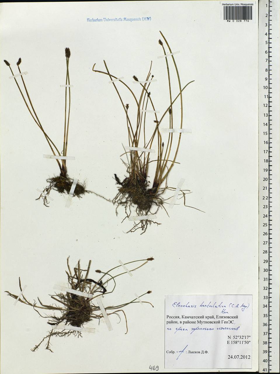 Eleocharis kamtschatica (C.A.Mey.) Kom., Siberia, Chukotka & Kamchatka (S7) (Russia)