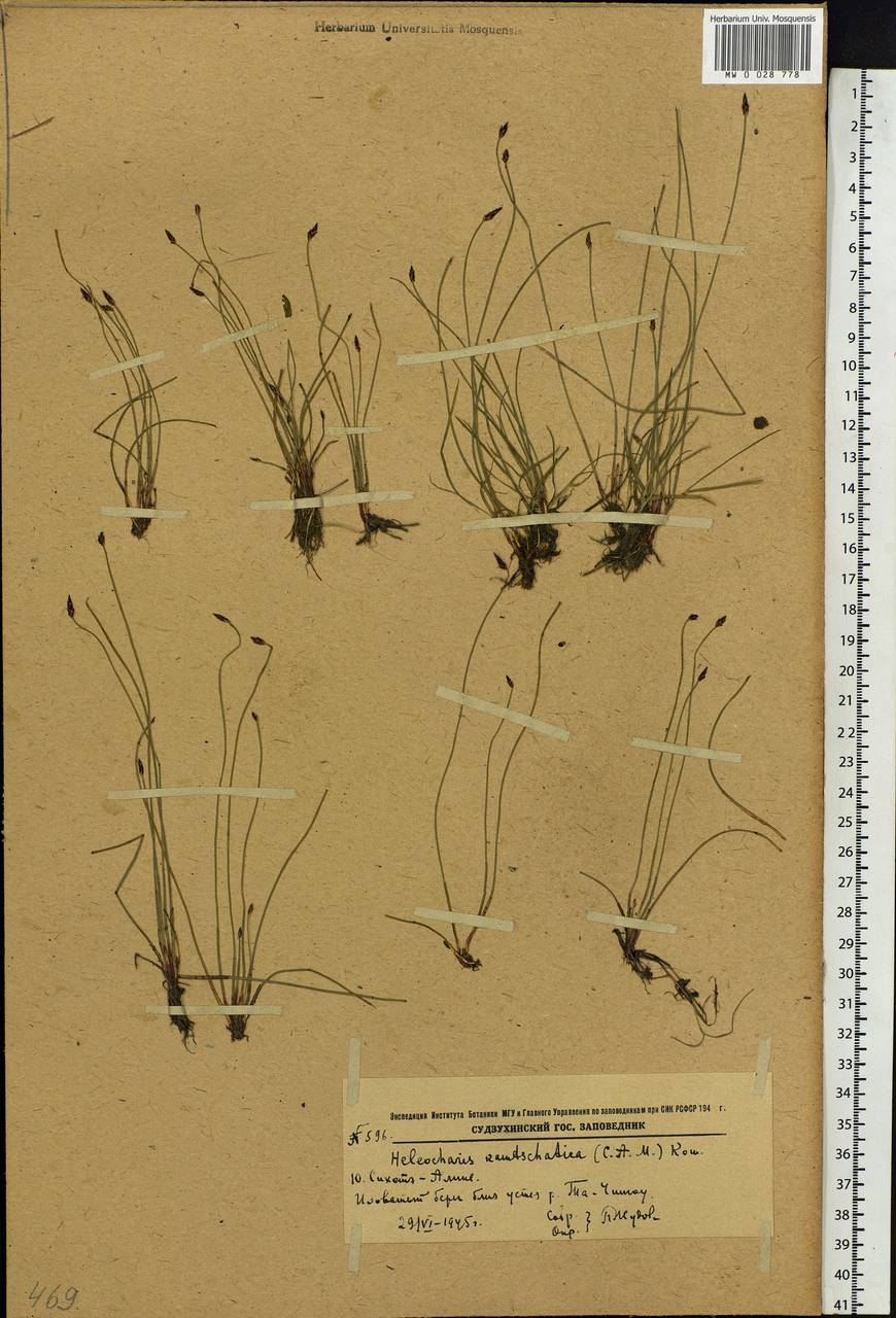 Eleocharis kamtschatica (C.A.Mey.) Kom., Siberia, Russian Far East (S6) (Russia)