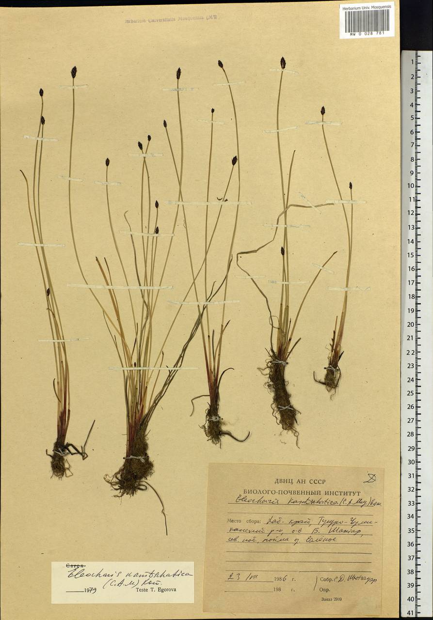 Eleocharis kamtschatica (C.A.Mey.) Kom., Siberia, Russian Far East (S6) (Russia)