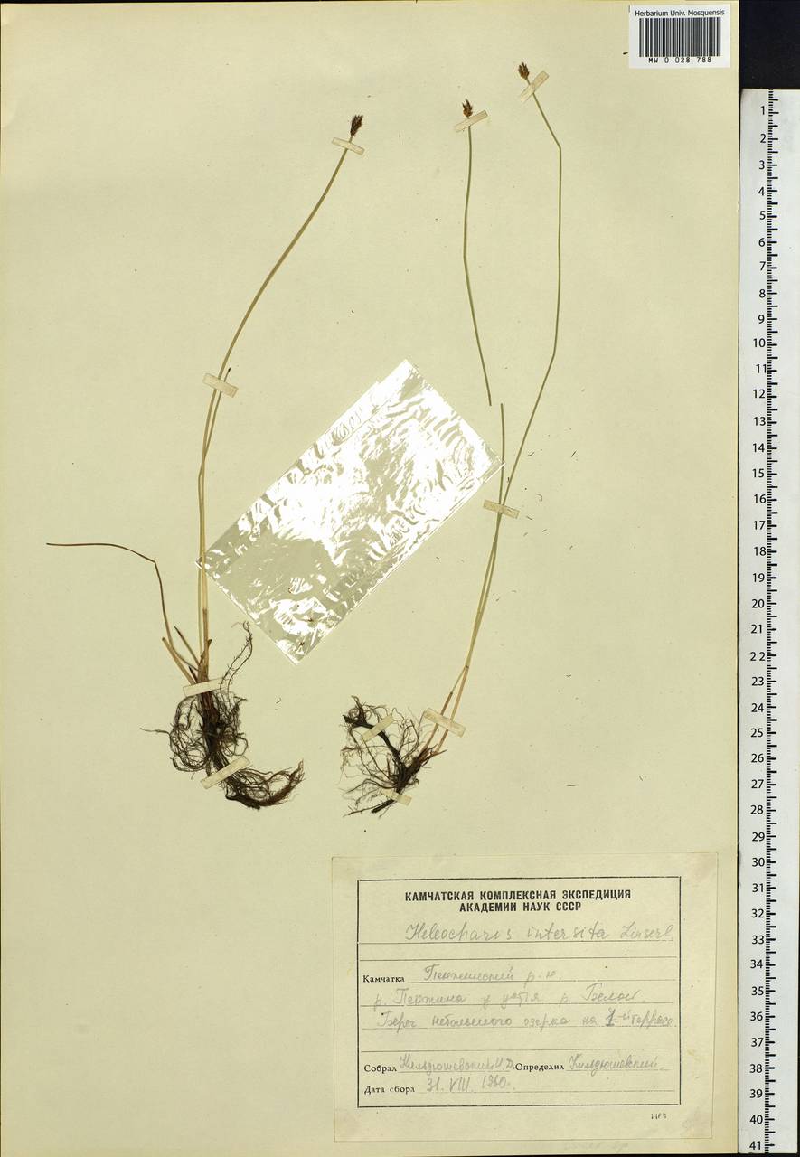 Eleocharis palustris (L.) Roem. & Schult., Siberia, Chukotka & Kamchatka (S7) (Russia)