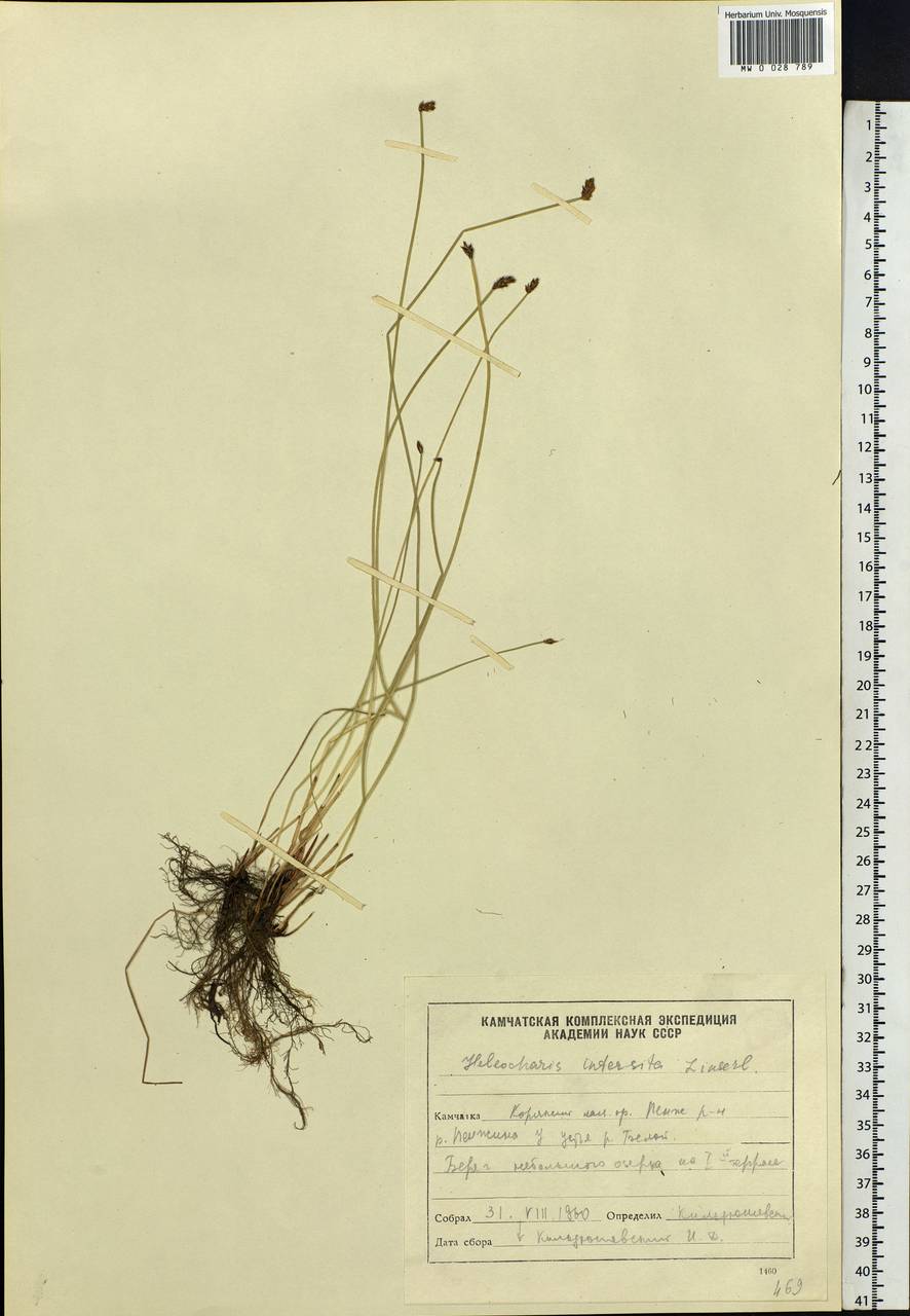 Eleocharis palustris (L.) Roem. & Schult., Siberia, Chukotka & Kamchatka (S7) (Russia)
