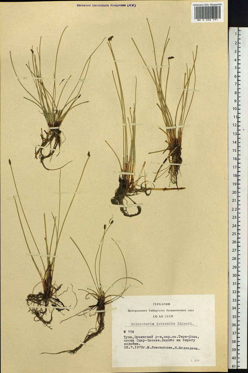 Eleocharis palustris (L.) Roem. & Schult., Siberia, Altai & Sayany Mountains (S2) (Russia)