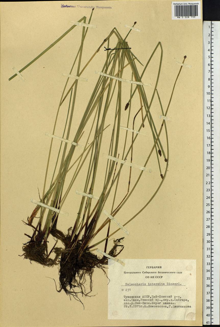 Eleocharis palustris (L.) Roem. & Schult., Siberia, Altai & Sayany Mountains (S2) (Russia)