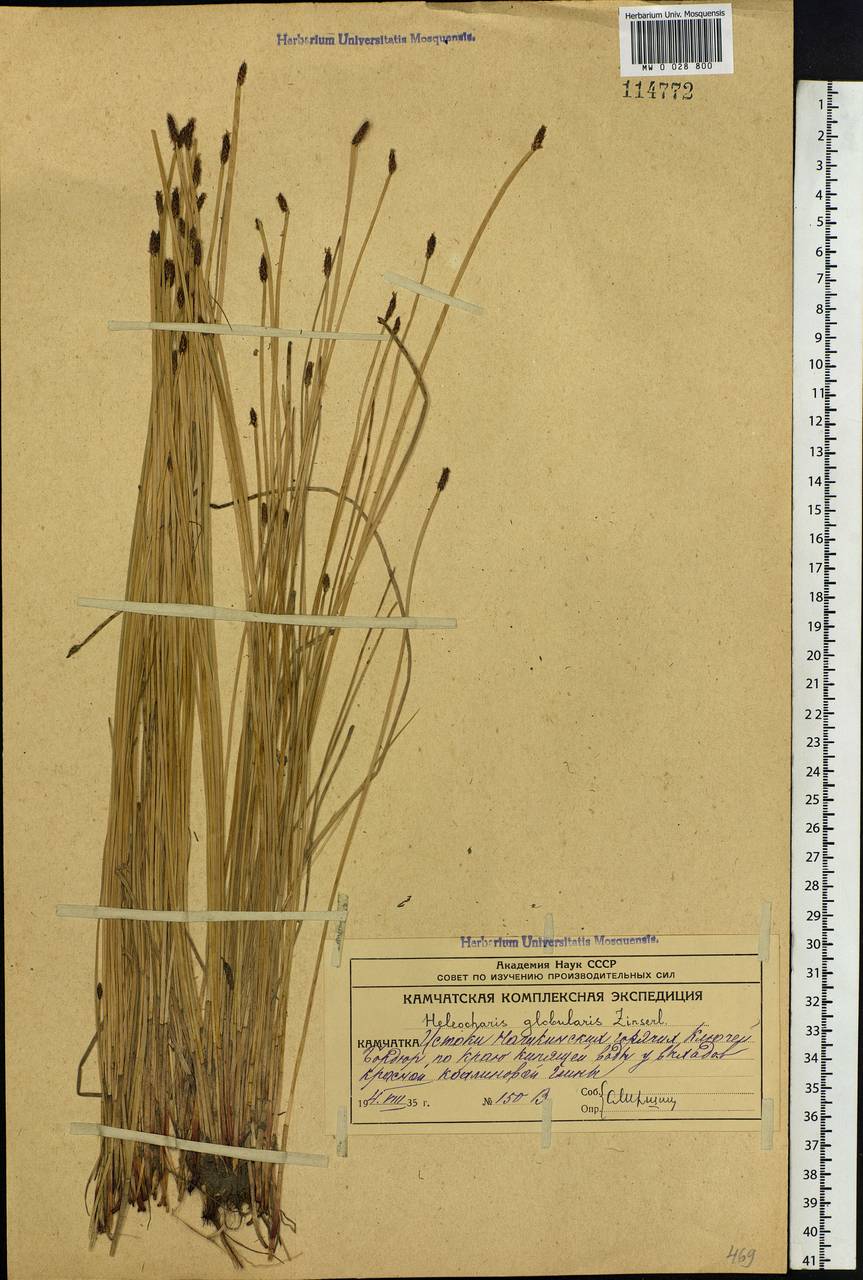 Eleocharis palustris subsp. palustris, Siberia, Chukotka & Kamchatka (S7) (Russia)
