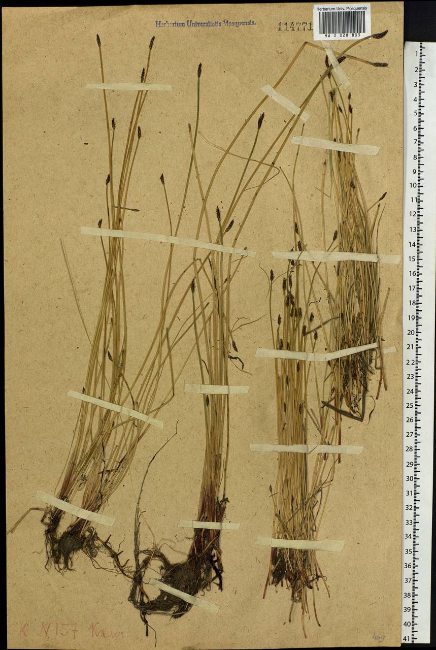 Eleocharis palustris subsp. palustris, Siberia, Chukotka & Kamchatka (S7) (Russia)