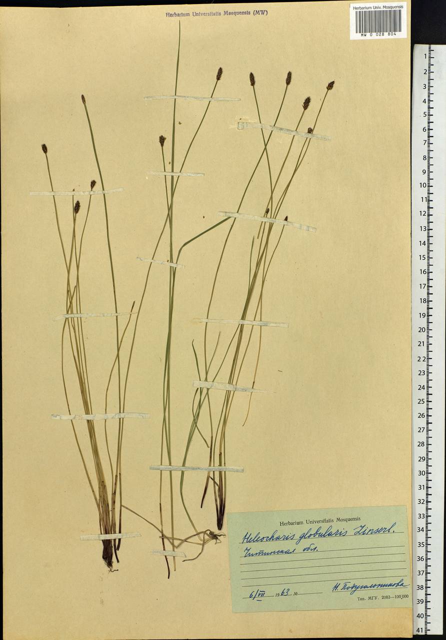 Eleocharis palustris subsp. palustris, Siberia, Baikal & Transbaikal region (S4) (Russia)