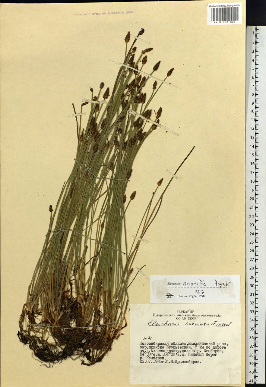 Eleocharis mamillata subsp. austriaca (Hayek) Strandh., Siberia, Western Siberia (S1) (Russia)