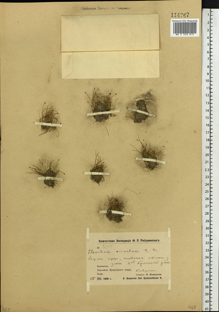 Eleocharis acicularis (L.) Roem. & Schult., Siberia, Chukotka & Kamchatka (S7) (Russia)