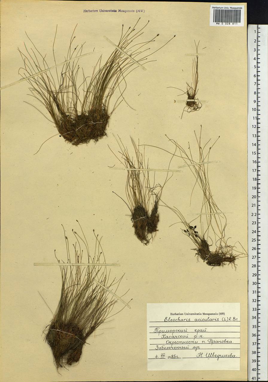 Eleocharis acicularis (L.) Roem. & Schult., Siberia, Russian Far East (S6) (Russia)