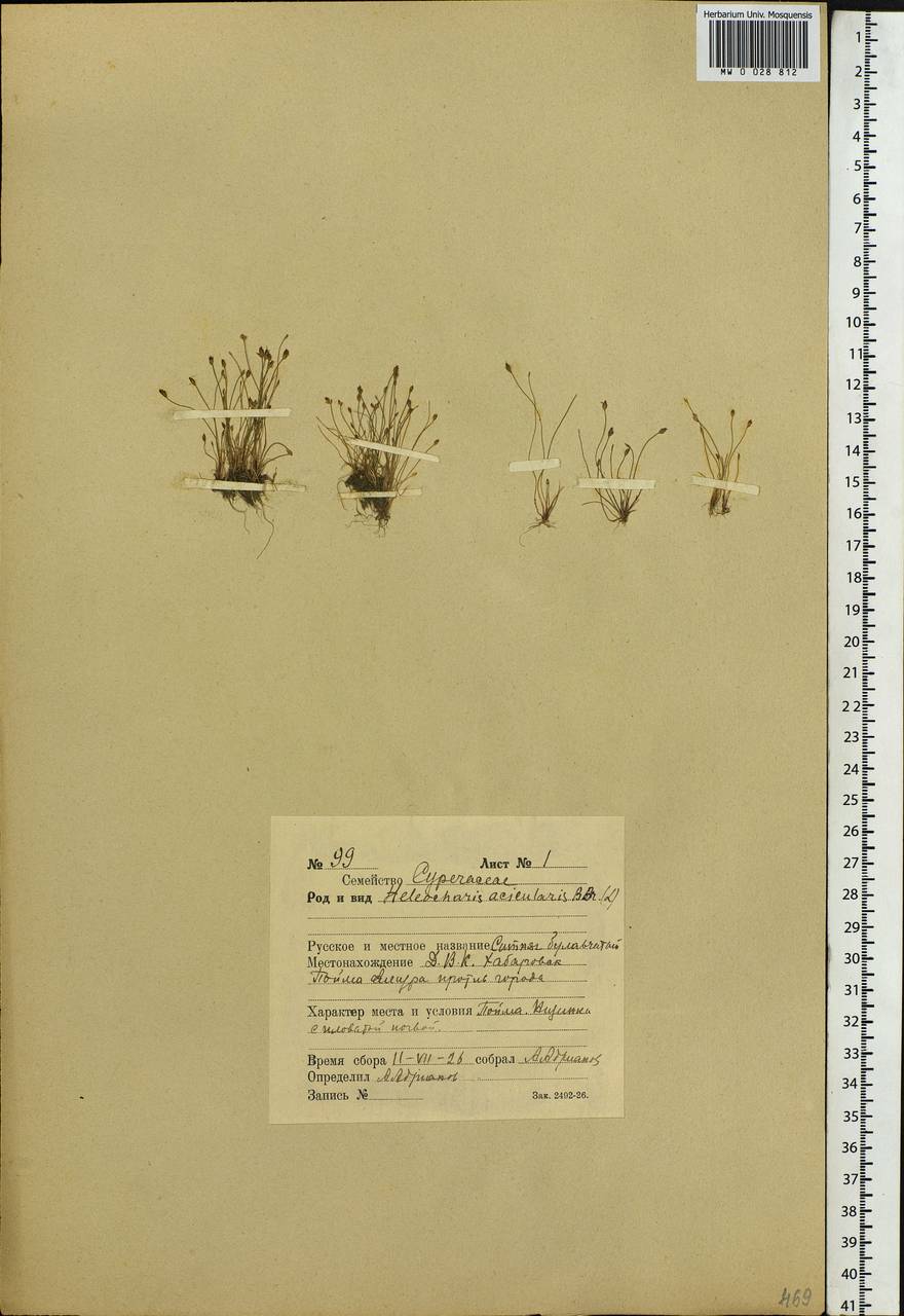 Eleocharis acicularis (L.) Roem. & Schult., Siberia, Russian Far East (S6) (Russia)