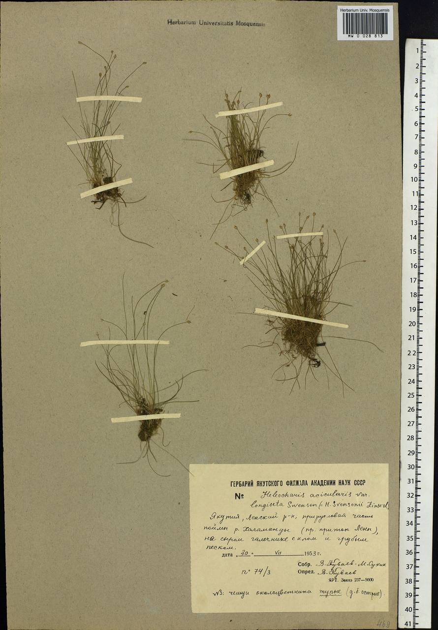 Eleocharis acicularis (L.) Roem. & Schult., Siberia, Yakutia (S5) (Russia)