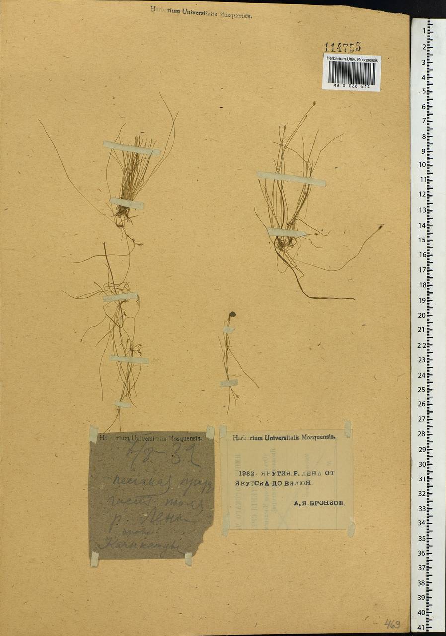 Eleocharis acicularis (L.) Roem. & Schult., Siberia, Yakutia (S5) (Russia)