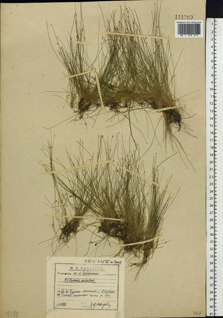 Eleocharis acicularis (L.) Roem. & Schult., Siberia, Baikal & Transbaikal region (S4) (Russia)