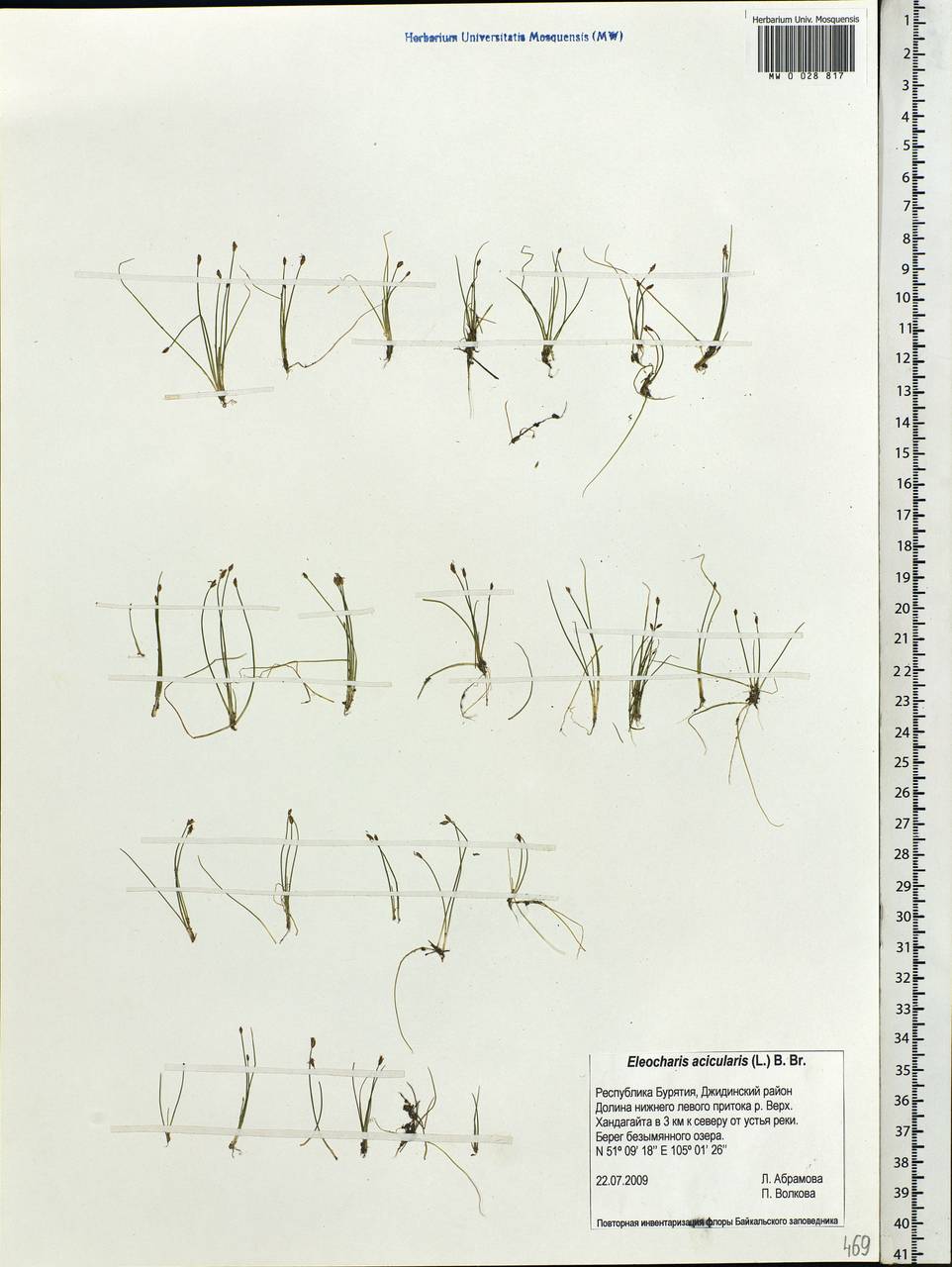 Eleocharis acicularis (L.) Roem. & Schult., Siberia, Baikal & Transbaikal region (S4) (Russia)