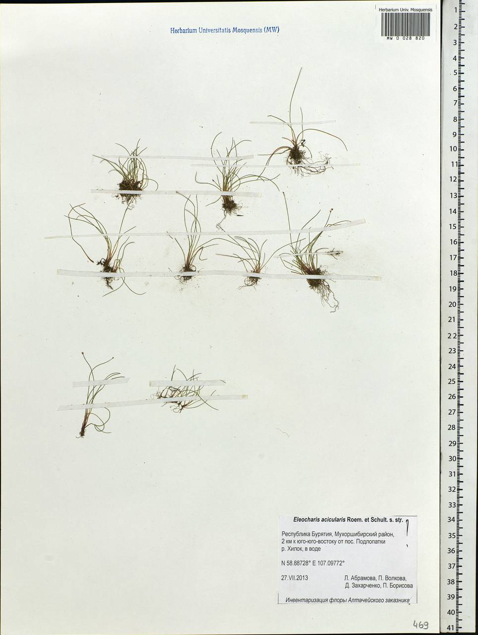 Eleocharis acicularis (L.) Roem. & Schult., Siberia, Baikal & Transbaikal region (S4) (Russia)