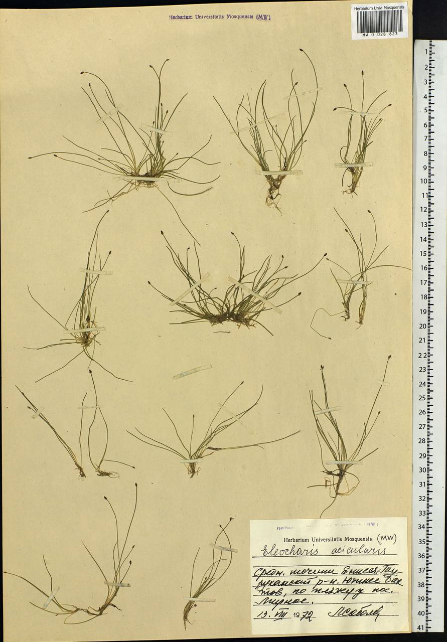 Eleocharis acicularis (L.) Roem. & Schult., Siberia, Central Siberia (S3) (Russia)