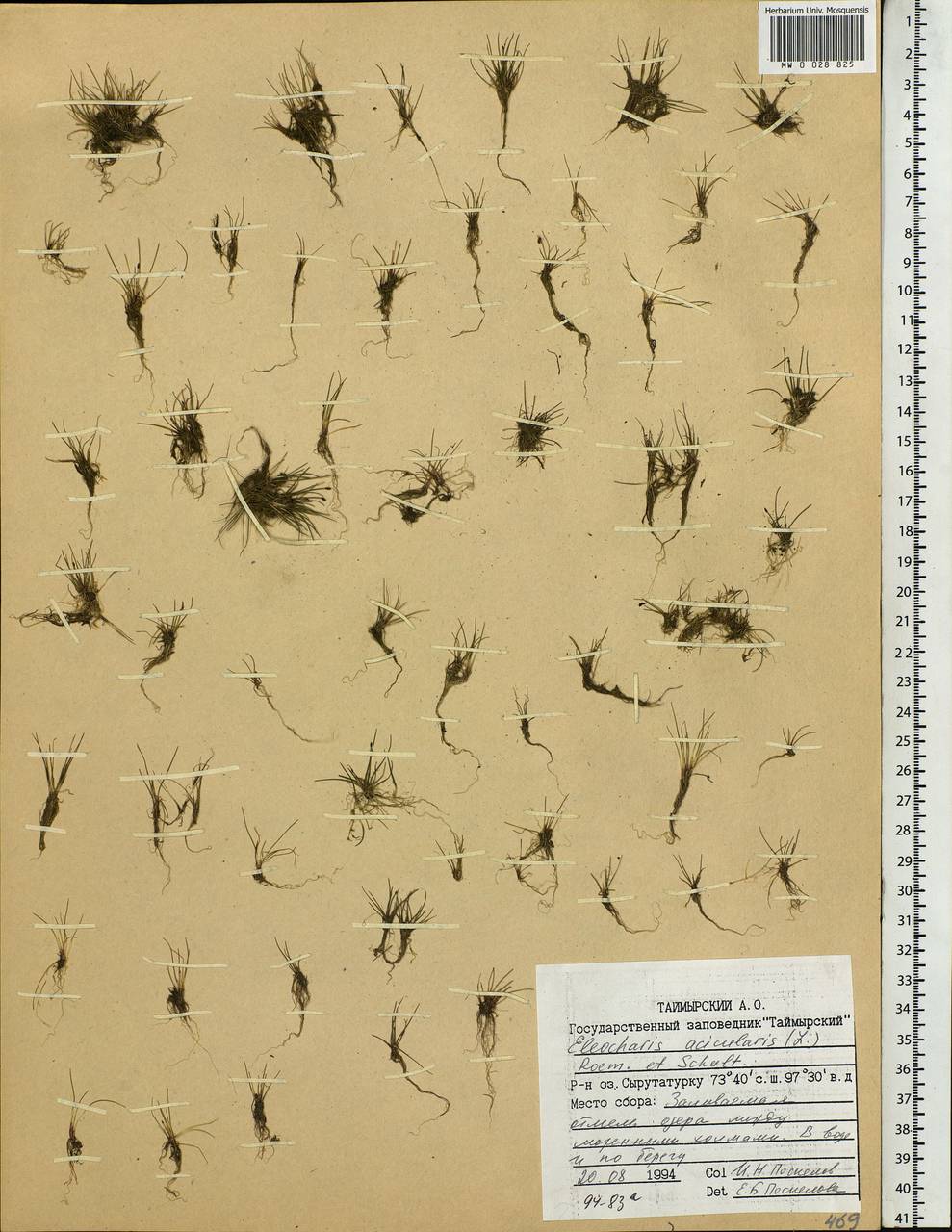 Eleocharis acicularis (L.) Roem. & Schult., Siberia, Central Siberia (S3) (Russia)
