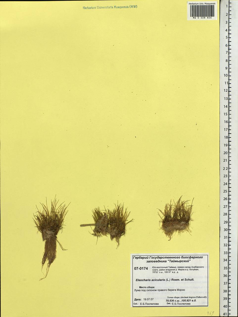 Eleocharis acicularis (L.) Roem. & Schult., Siberia, Central Siberia (S3) (Russia)