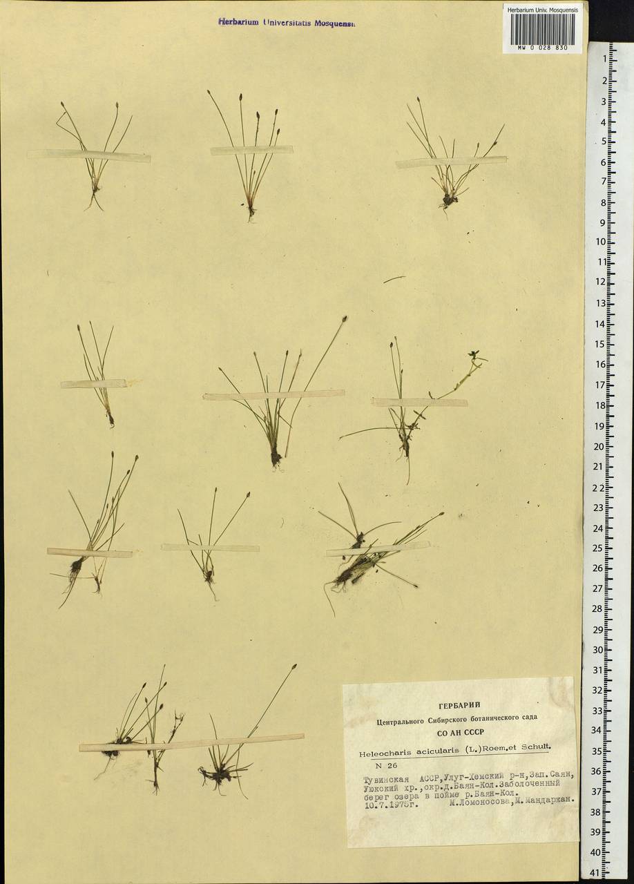 Eleocharis acicularis (L.) Roem. & Schult., Siberia, Altai & Sayany Mountains (S2) (Russia)