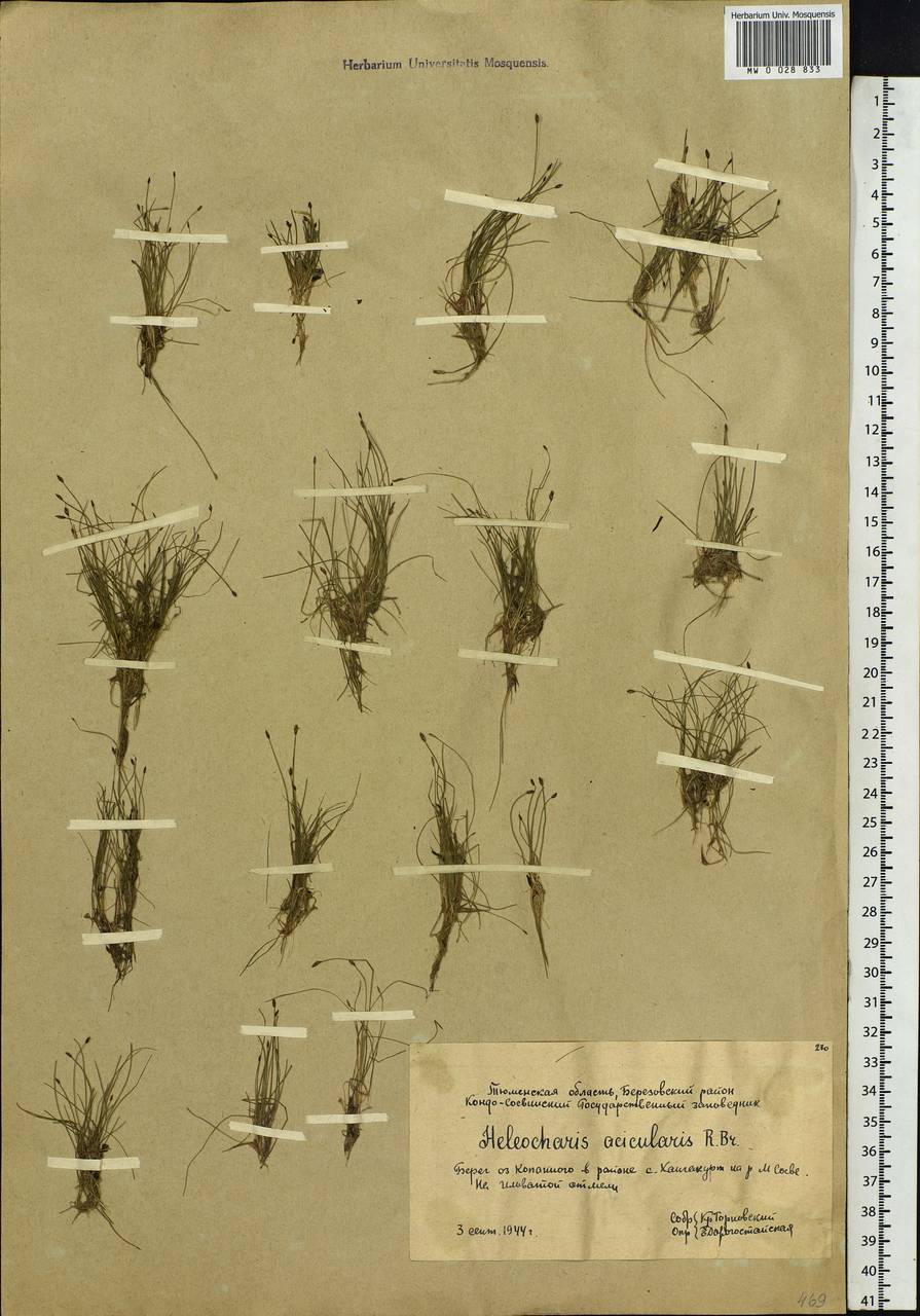 Eleocharis acicularis (L.) Roem. & Schult., Siberia, Western Siberia (S1) (Russia)