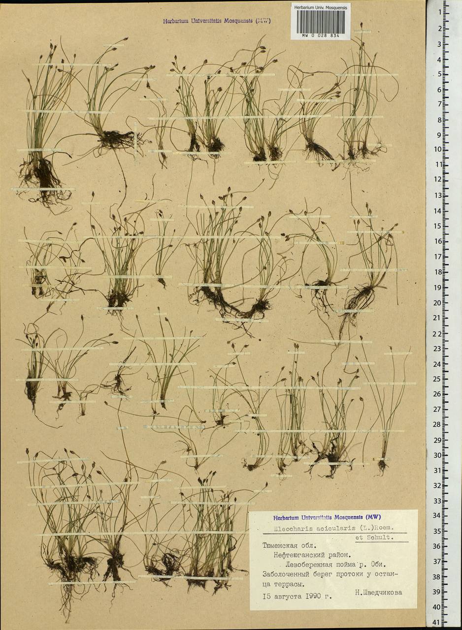 Eleocharis acicularis (L.) Roem. & Schult., Siberia, Western Siberia (S1) (Russia)