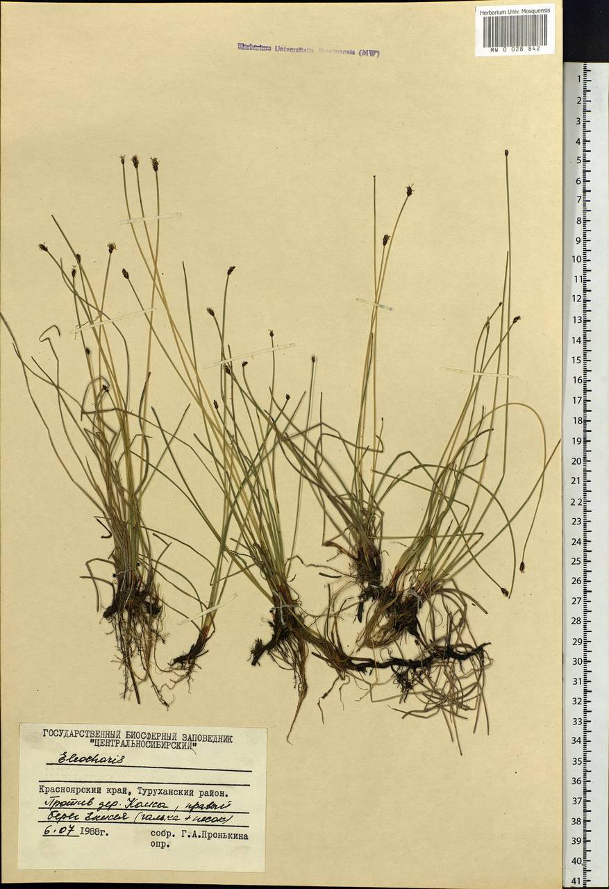 Eleocharis, Siberia, Central Siberia (S3) (Russia)